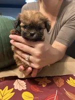 Clove - teacup sized **, a male Shih Tzu for sale in New Haven, CT – 3 of 10