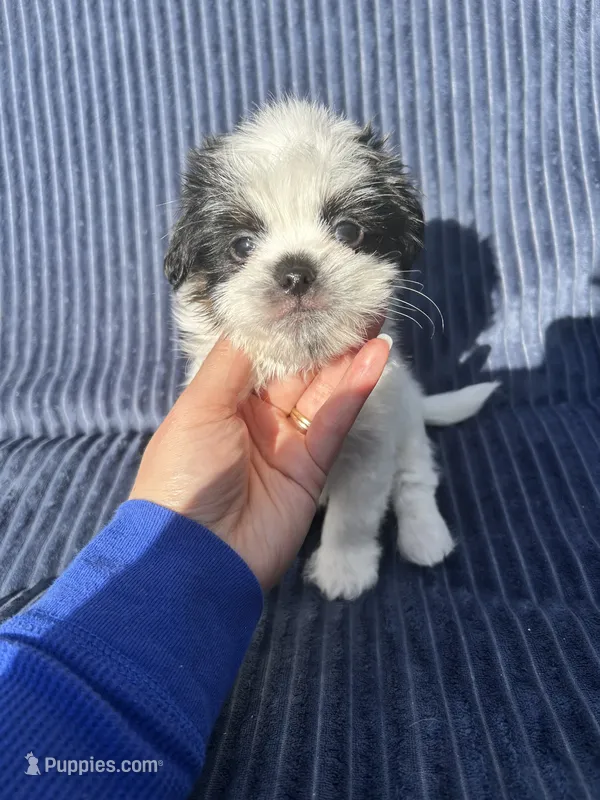 Casper – Shih Tzu puppy for sale in New Haven, CT