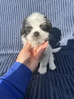 Casper, a male Shih Tzu for sale in New Haven, CT – 1 of 4