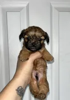 Clove - teacup sized **, a male Shih Tzu for sale in New Haven, CT – 7 of 10
