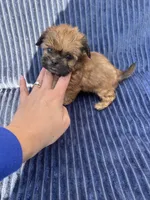 Clove-micro mini, a male Shih Tzu for sale in New Haven, CT – 4 of 6