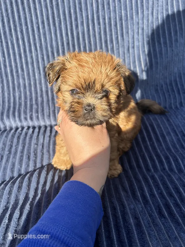Cider – Shih Tzu puppy for sale in New Haven, CT