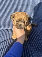 Cider, a male Shih Tzu for sale in New Haven, CT – 1 of 3