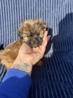 Chestnut, a male Shih Tzu for sale in New Haven, CT – 3 of 4