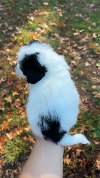  Casper, a male Shih Tzu for sale in New Haven, CT – 6 of 6