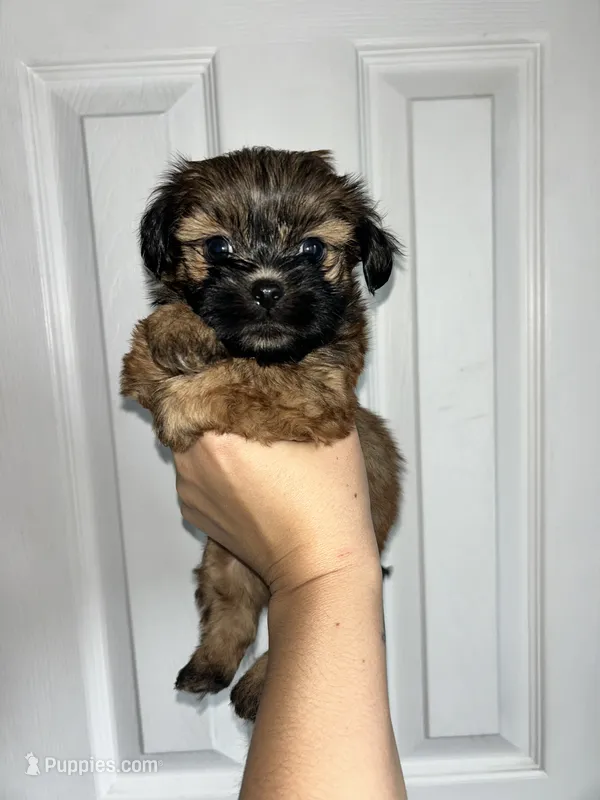 Chestnut  – Shih Tzu puppy for sale in New Haven, CT