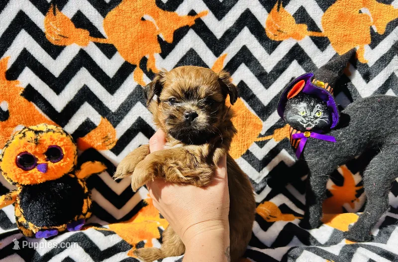 Cider  – Shih Tzu puppy for sale in New Haven, CT