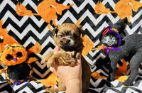 Cider, a male Shih Tzu for sale in New Haven, CT – 4 of 7