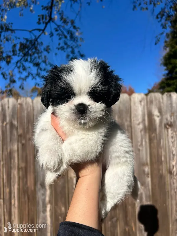 Casper – Shih Tzu puppy for sale in New Haven, CT