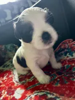  Casper , a male Shihpoo and Shih Tzu for sale in New Haven, CT – 6 of 6