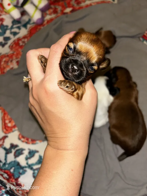 Clove  – Shih Tzu puppy for sale in New Haven, CT