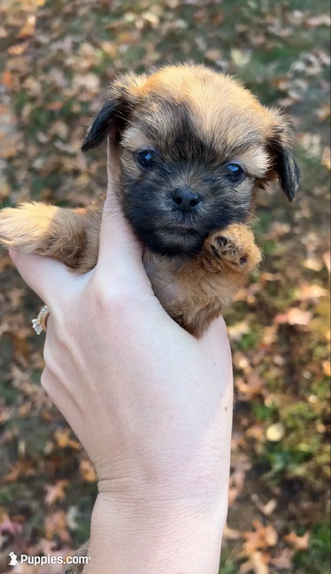 Clove - teacup sized **, a male Shih Tzu for sale in New Haven, CT – 2 of 10