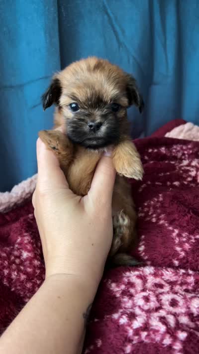 Clove - teacup sized **, a male Shih Tzu for sale in New Haven, CT – 10 of 10