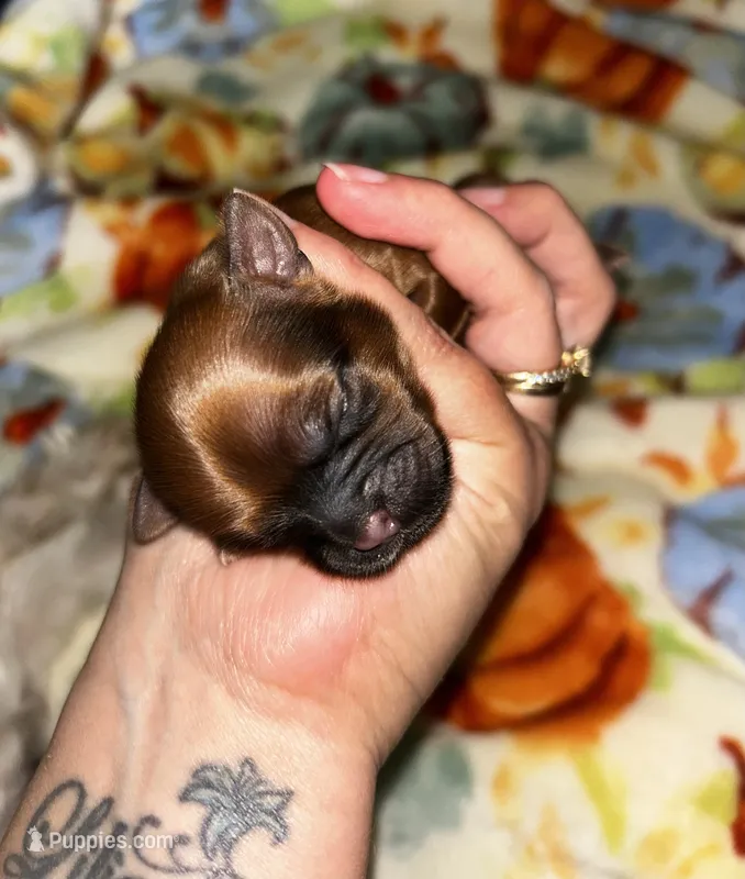 Cider  – Shih Tzu puppy for sale in New Haven, CT