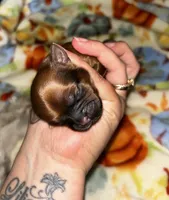 Cider , a male Shih Tzu for sale in New Haven, CT – 1 of 4