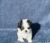 Casper, a male Shih Tzu for sale in New Haven, CT – 2 of 4