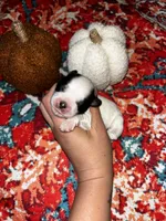  Casper , a male Shihpoo and Shih Tzu for sale in New Haven, CT – 3 of 6