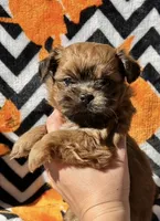Cider, a male Shih Tzu for sale in New Haven, CT – 3 of 7