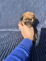 Clove-micro mini, a male Shih Tzu for sale in New Haven, CT – 3 of 6