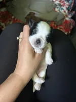  Casper , a male Shihpoo and Shih Tzu for sale in New Haven, CT – 5 of 6