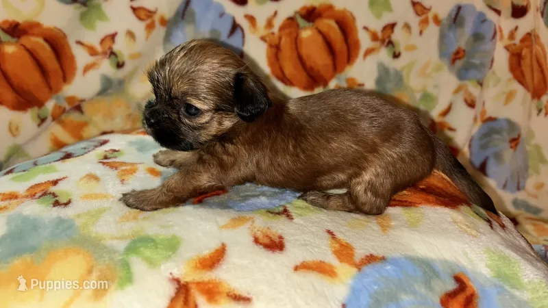 Clove  – Shihpoo, Shih Tzu puppy for sale in New Haven, CT