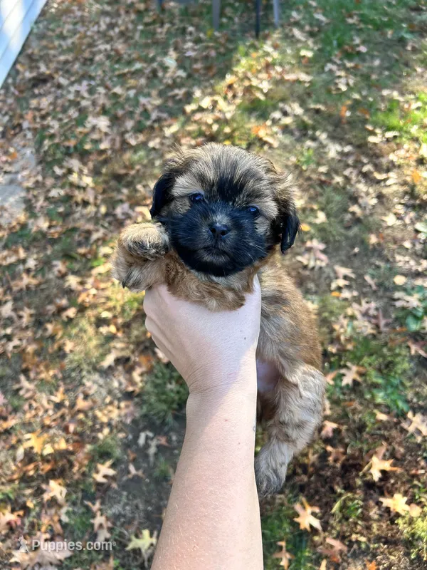 Chestnut  – Shih Tzu puppy for sale in New Haven, CT
