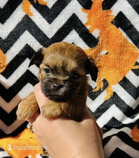 Clove  – Shih Tzu puppy for sale in New Haven, CT