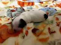  Casper , a male Shih Tzu for sale in New Haven, CT – 2 of 4