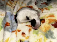  Casper , a male Shih Tzu for sale in New Haven, CT – 4 of 4