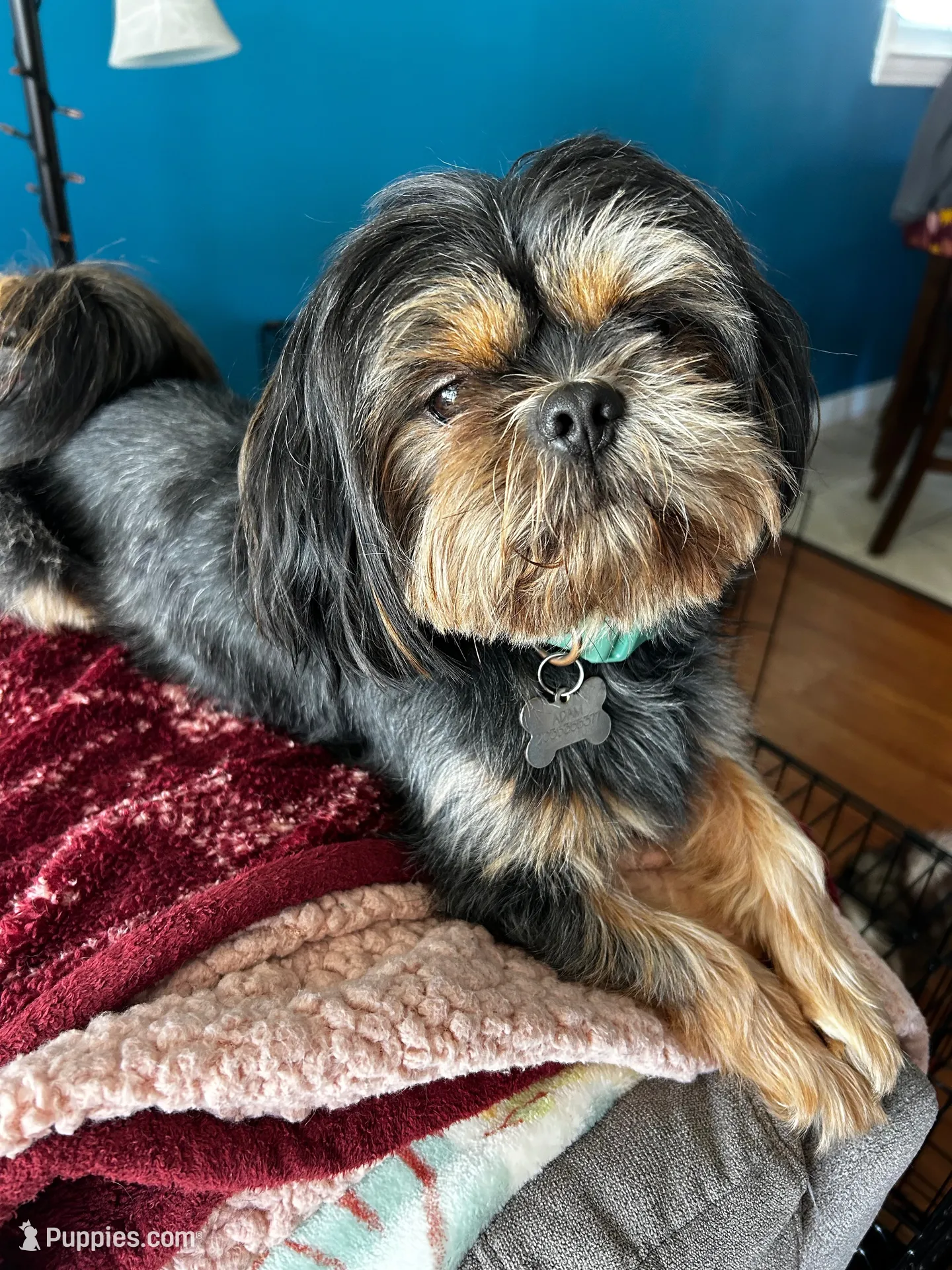 Clove-micro mini, a male Shih Tzu for sale in New Haven, CT – 6 of 6