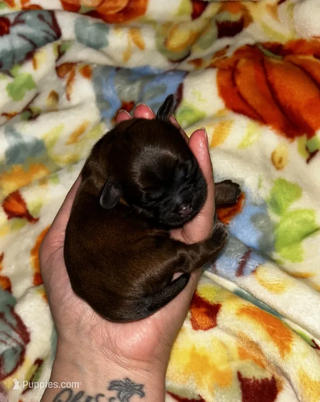 Chestnut  – Shih Tzu puppy for sale in New Haven, CT