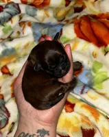 Chestnut , a male Shih Tzu for sale in New Haven, CT – 1 of 4