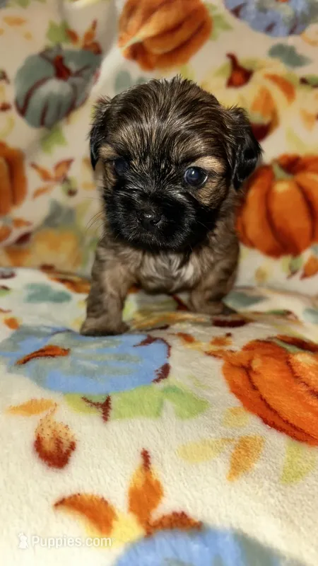 Chestnut  – Shihpoo, Shih Tzu puppy for sale in New Haven, CT