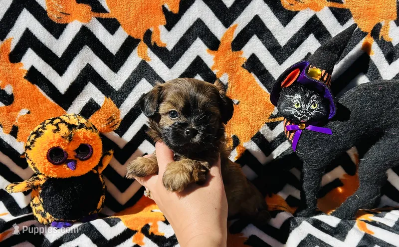 Chestnut  – Shih Tzu puppy for sale in New Haven, CT