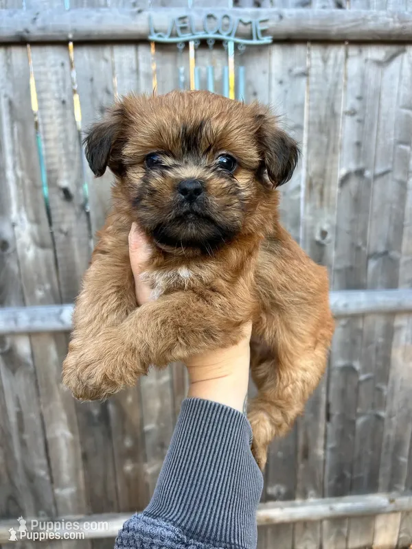 Cider – Shih Tzu puppy for sale in New Haven, CT