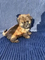 Chestnut, a male Shih Tzu for sale in New Haven, CT – 2 of 4