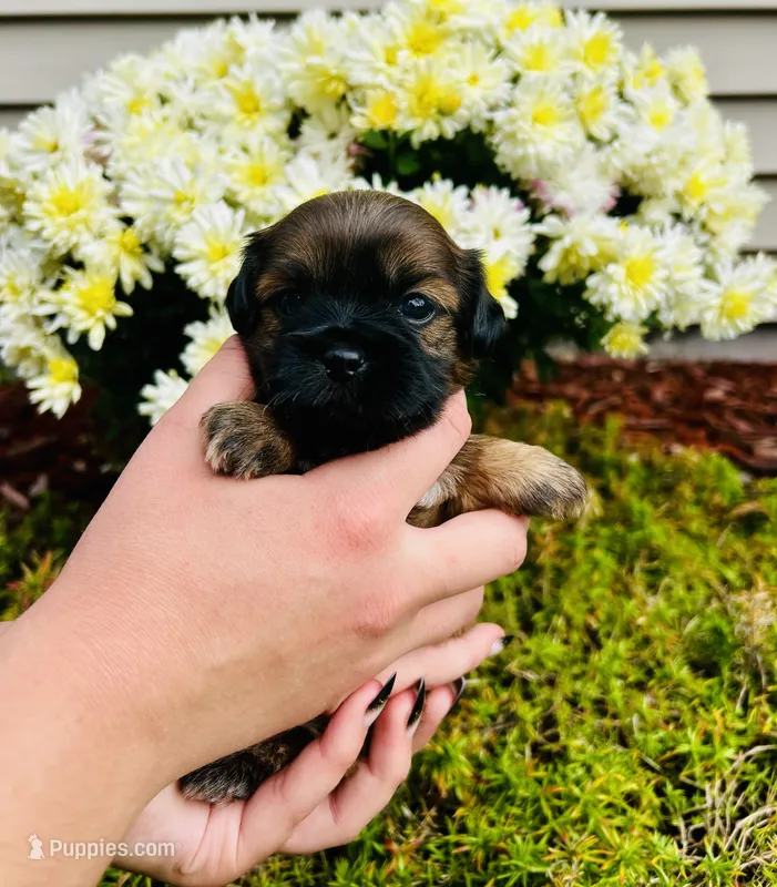Chestnut  – Shih Tzu puppy for sale in New Haven, CT