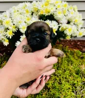 Chestnut , a male Shihpoo and Shih Tzu for sale in New Haven, CT – 1 of 1