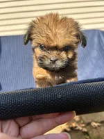 Clove-micro mini, a male Shih Tzu for sale in New Haven, CT – 1 of 6