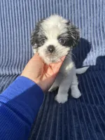 Casper, a male Shih Tzu for sale in New Haven, CT – 4 of 4