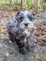 Patches, a female Miniature Schnauzer for sale in Fort Payne, AL – Photo 3 of 4