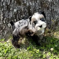 Patches, a female Miniature Schnauzer for sale in Fort Payne, AL – Photo 1 of 4