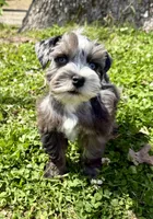 Patches, a female Miniature Schnauzer for sale in Fort Payne, AL – Photo 2 of 4