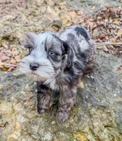 Patches, a female Miniature Schnauzer for sale in Fort Payne, AL – Photo 4 of 4