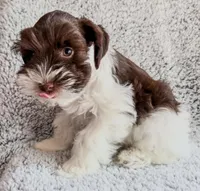 Cody (Toy), a male Miniature Schnauzer for sale in Fort Payne, AL – Photo 3 of 4
