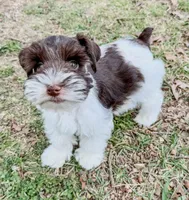 Cody (Toy), a male Miniature Schnauzer for sale in Fort Payne, AL – Photo 4 of 4