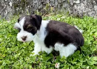Toby , a male Miniature Schnauzer for sale in Fort Payne, AL – Photo 4 of 5