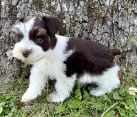Toby , a male Miniature Schnauzer for sale in Fort Payne, AL – Photo 5 of 5