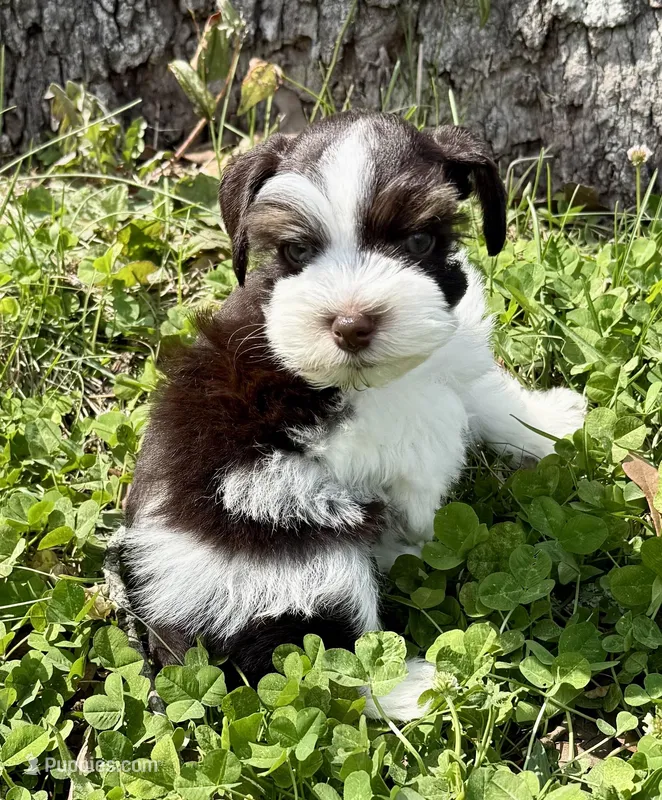 Toby  – Miniature Schnauzer puppy for sale in Fort Payne, AL
