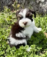 Toby , a male Miniature Schnauzer for sale in Fort Payne, AL – Photo 1 of 5